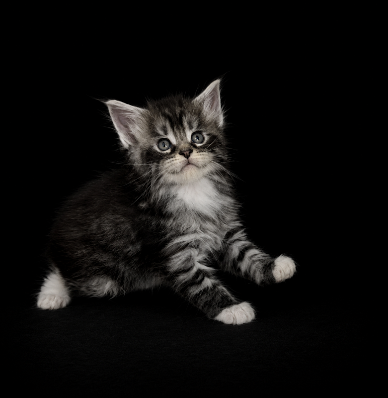 Jewel Monterini - Kitten maine-coon 1 month 1 week