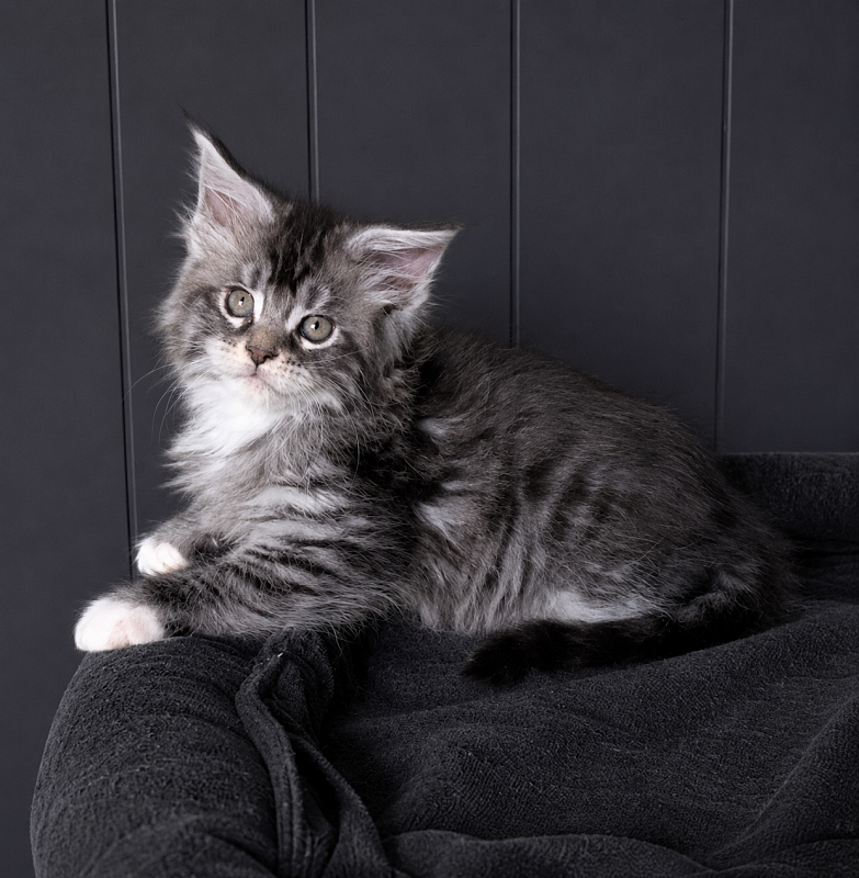 Jewel Monterini - Kitten maine-coon 1 month 3.5 weeks