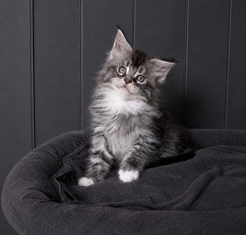 Jewel Monterini - Kitten maine-coon 1 month 3.5 weeks