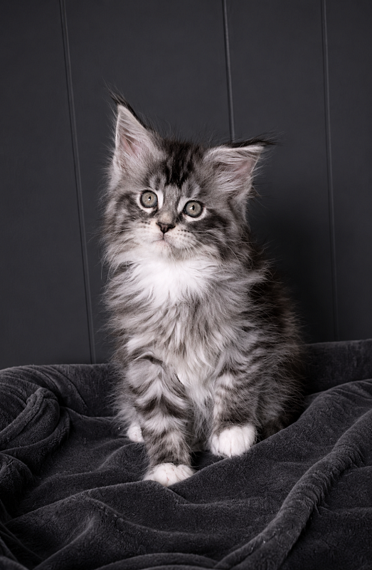 Jewel Monterini - Kitten maine-coon 1 month 3.5 weeks
