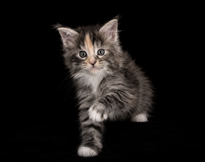 Jemma Monterini - Kitten maine-coon 1 month 1 week