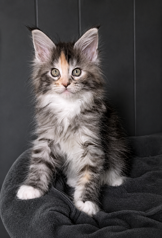 Jemma Monterini - Kitten maine-coon 1 month 3.5 weeks