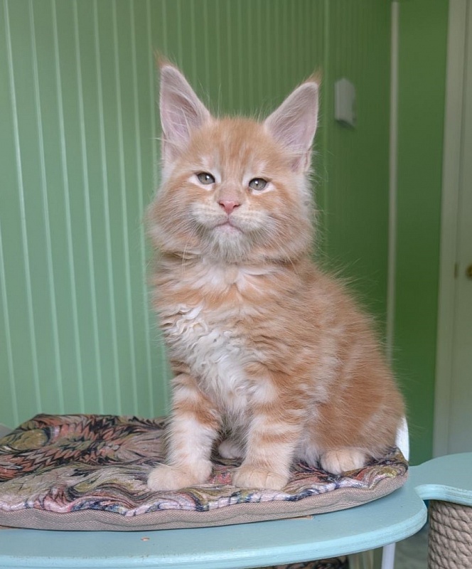 Kingfisher Monterini - Kitten maine-coon 1 month 3 weeks