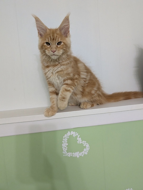Kingfisher Monterini - Kitten maine-coon 3 months