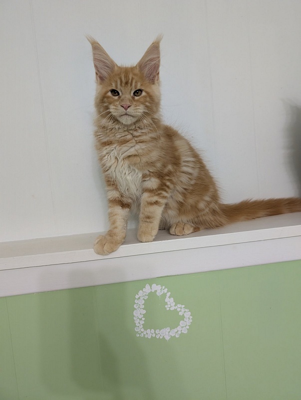 Kingfisher Monterini - Kitten maine-coon 3 months