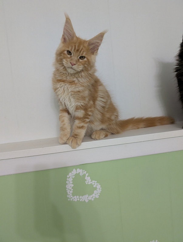Kingfisher Monterini - Kitten maine-coon 3 months