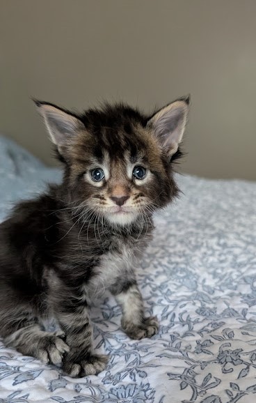 Kraken Monterini - Kitten maine-coon 4 weeks