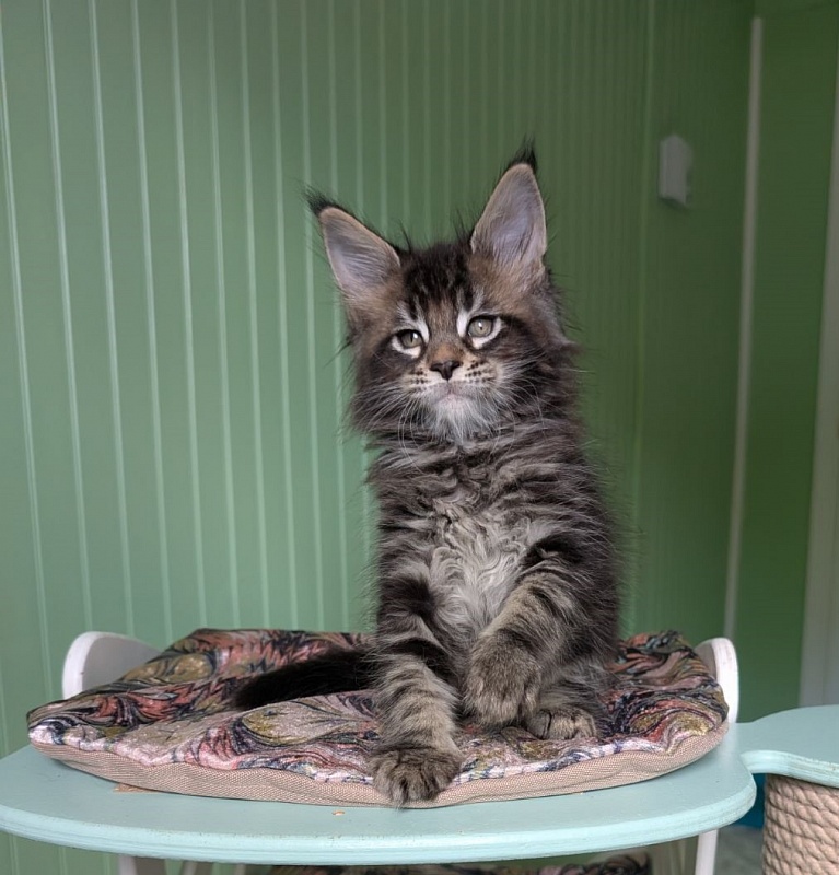 Kraken Monterini - Kitten maine-coon 1 month 3 weeks