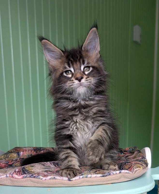 Kraken Monterini - Kitten maine-coon 1 month 3 weeks