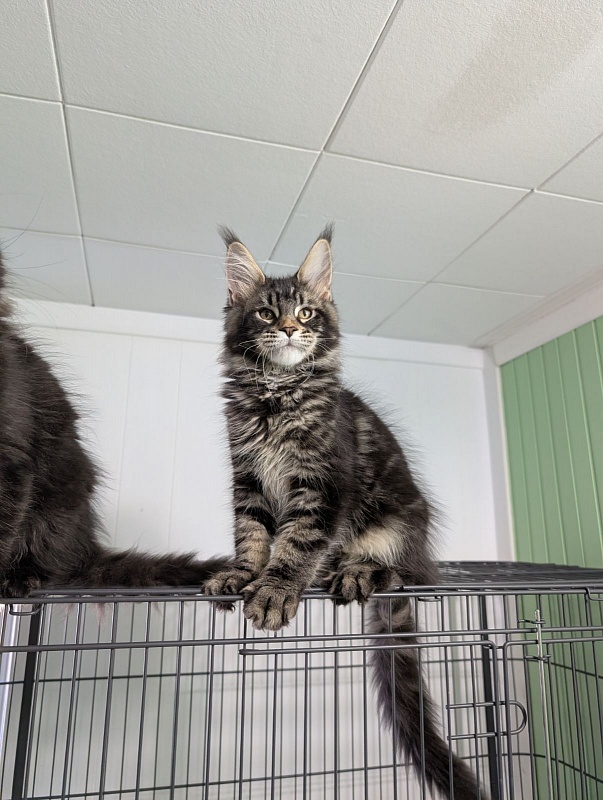 Kraken Monterini - Kitten maine-coon 3 months