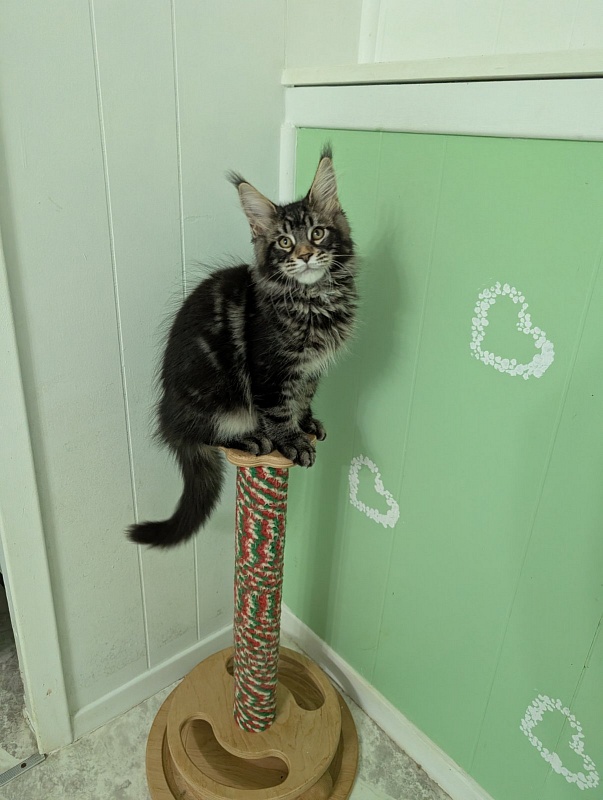 Kraken Monterini - Kitten maine-coon 3 months