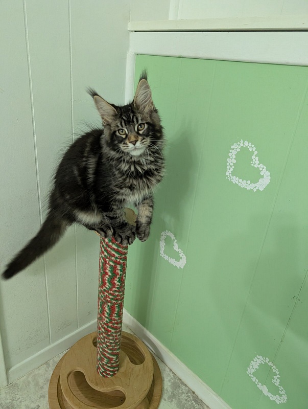 Kraken Monterini - Kitten maine-coon 3 months