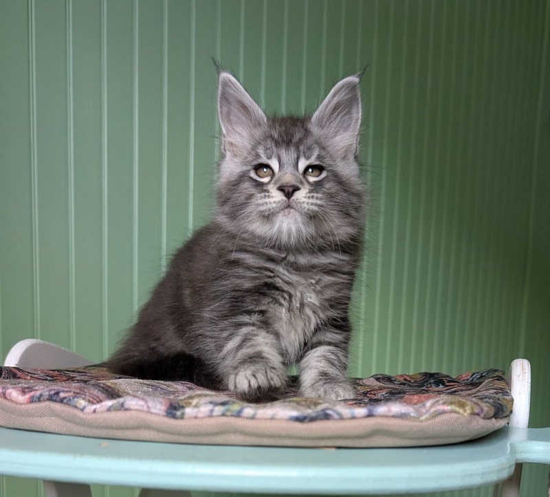 Keeper Monterini - Kitten maine-coon 1 month 3 weeks
