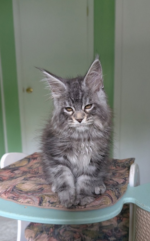 Keeper Monterini - Kitten maine-coon 2 months 0.5 weeks