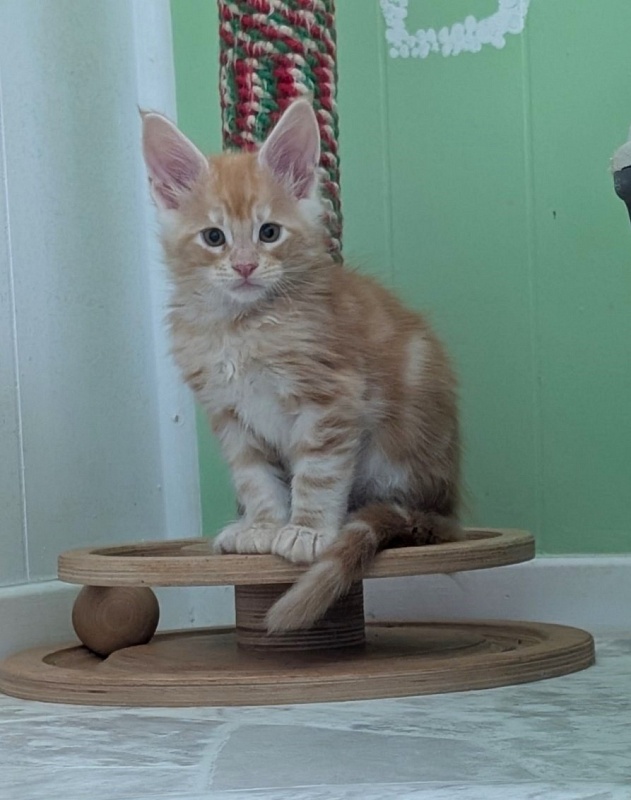 Klancy Monterini - Kitten maine-coon 1 month 3 weeks