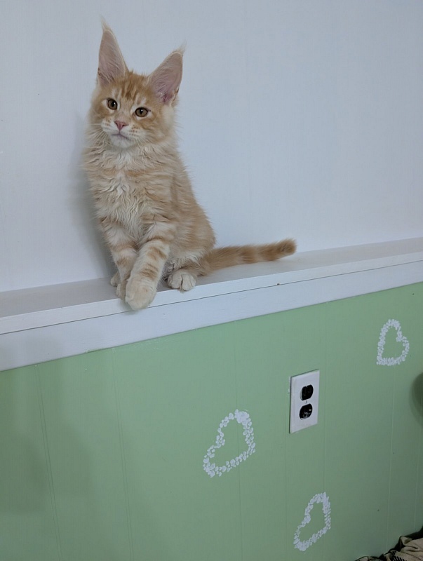 Klancy Monterini - Kitten maine-coon 3 months