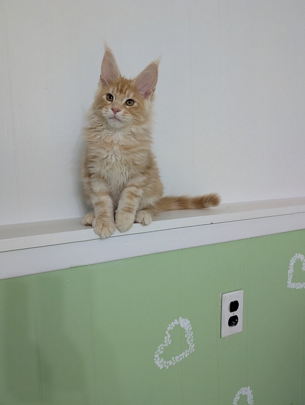 Klancy Monterini - Kitten maine-coon 3 months