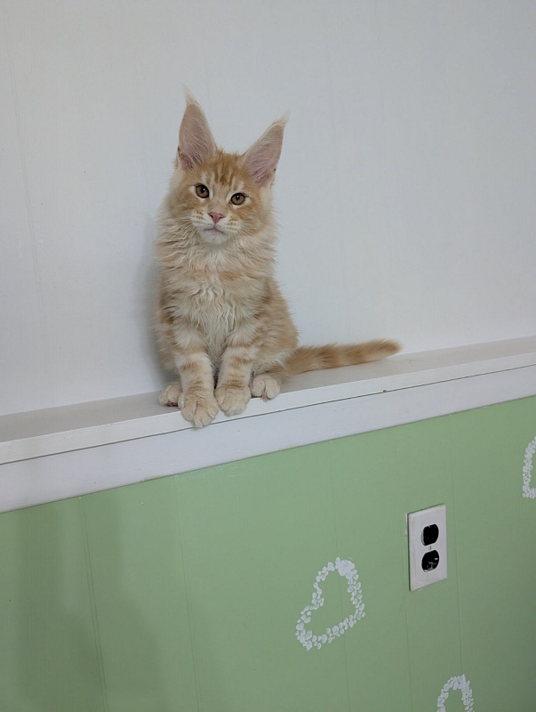 Klancy Monterini - Kitten maine-coon 3 months