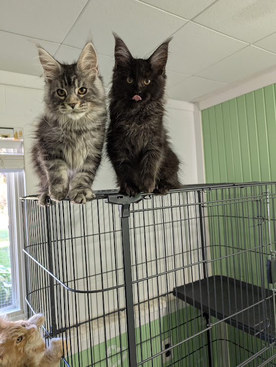 Karma Monterini - Kitten maine-coon 3 months