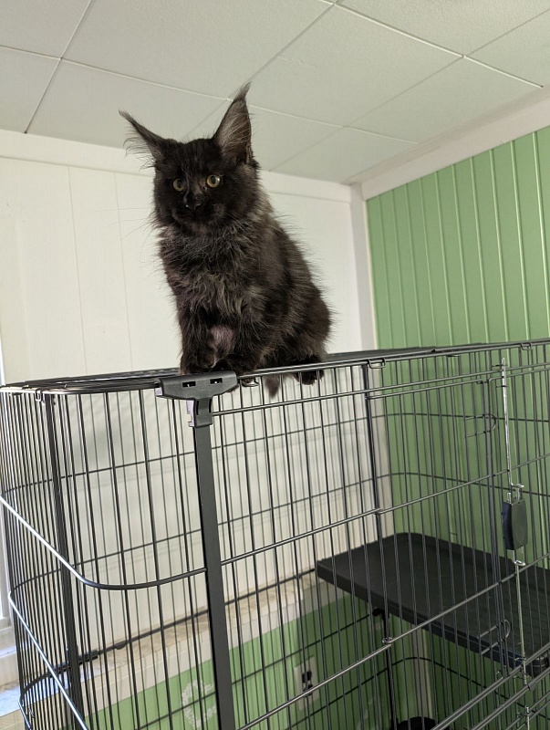 Karma Monterini - Kitten maine-coon 3 months