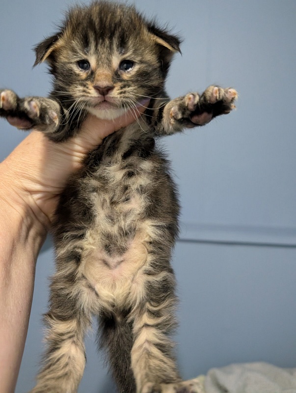 Max Monterini - Kitten maine-coon 3 weeks