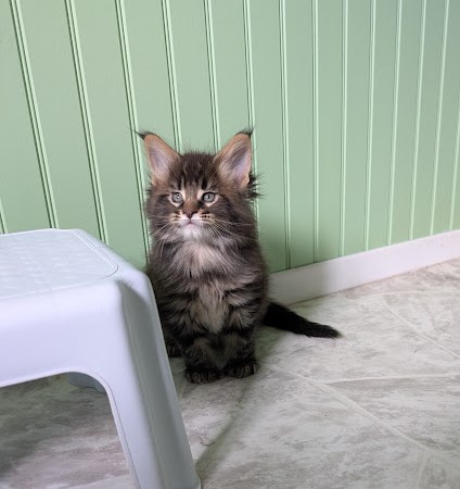 Max Monterini - Kitten maine-coon 1 month 2 weeks