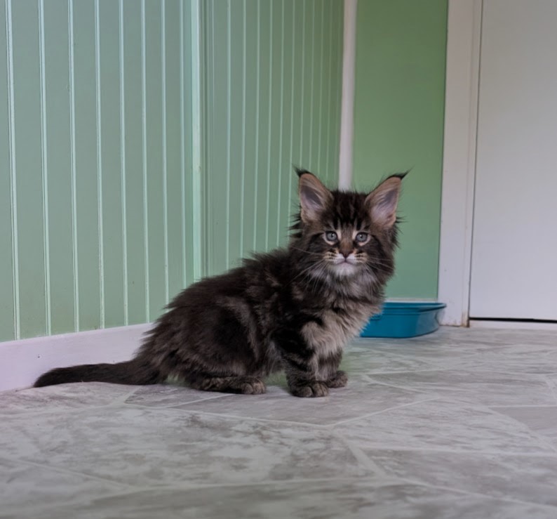 Max Monterini - Kitten maine-coon 1 month 2 weeks