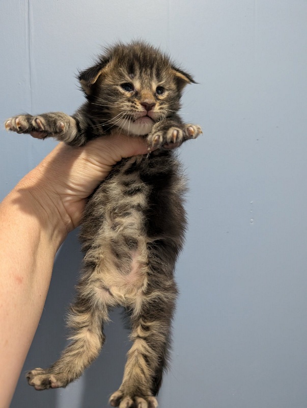 Max Monterini - Kitten maine-coon 3 weeks