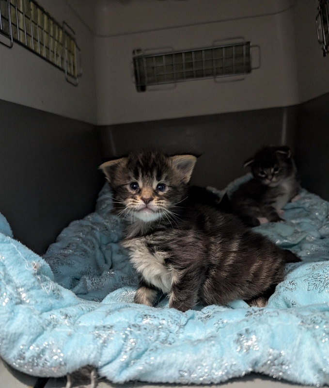 Max Monterini - Kitten maine-coon 3.5 weeks