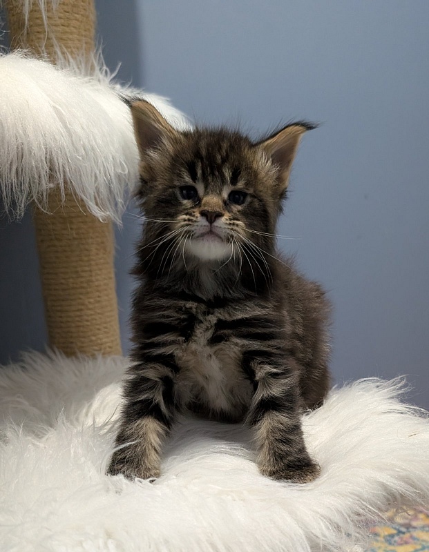 Max Monterini - Kitten maine-coon 1 month 0.5 weeks