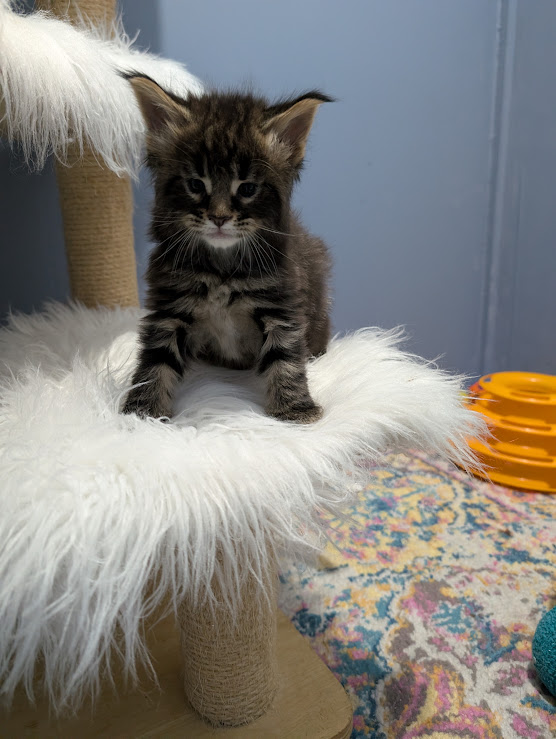 Max Monterini - Kitten maine-coon 1 month 0.5 weeks