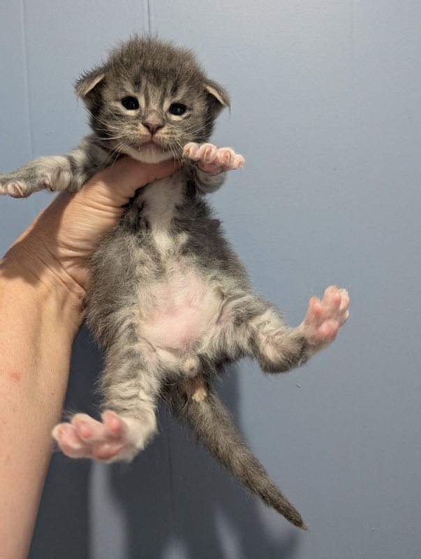 Momo Monterini - Kitten maine-coon 3 weeks