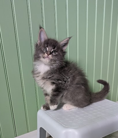 Momo Monterini - Kitten maine-coon 1 month 2 weeks