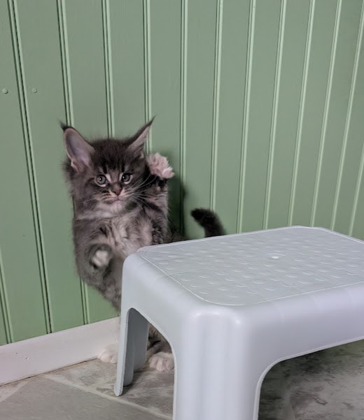 Momo Monterini - Kitten maine-coon 1 month 2 weeks