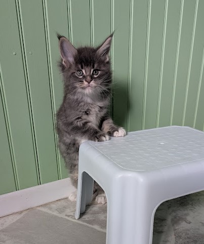 Momo Monterini - Kitten maine-coon 1 month 2 weeks
