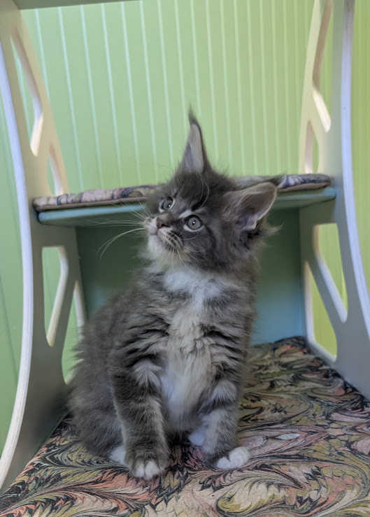 Momo Monterini - Kitten maine-coon 1 month 3.5 weeks