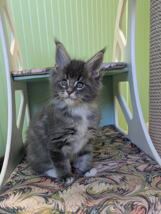 Momo Monterini - Kitten maine-coon 1 month 3.5 weeks