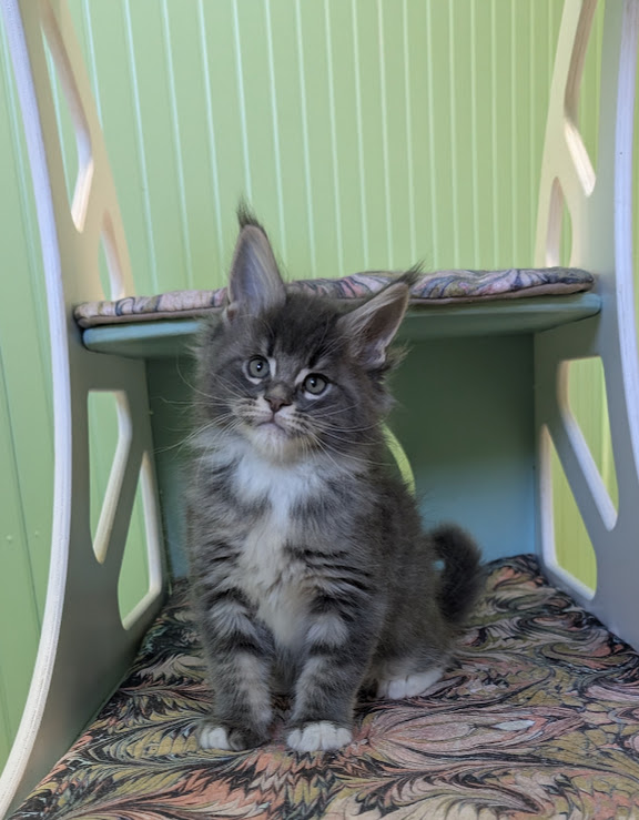 Momo Monterini - Kitten maine-coon 1 month 3.5 weeks