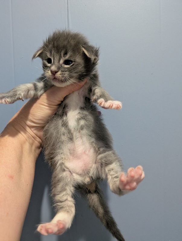 Momo Monterini - Kitten maine-coon 3 weeks