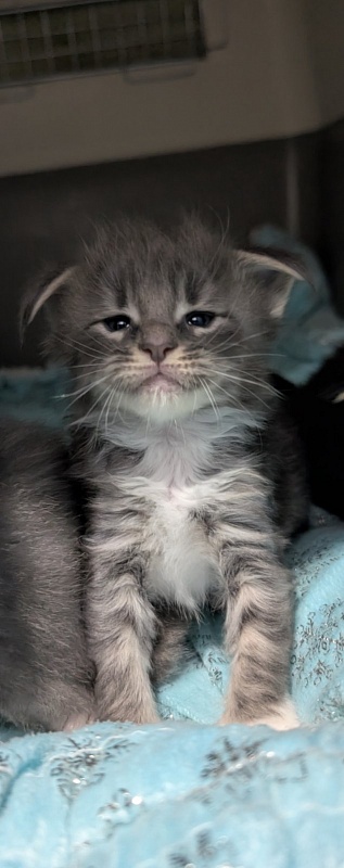 Momo Monterini - Kitten maine-coon 3.5 weeks