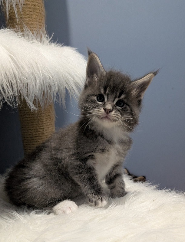 Momo Monterini - Kitten maine-coon 1 month 0.5 weeks