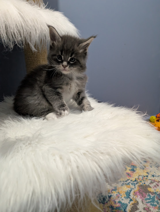 Momo Monterini - Kitten maine-coon 1 month 0.5 weeks