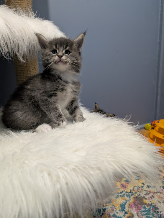 Momo Monterini - Kitten maine-coon 1 month 0.5 weeks