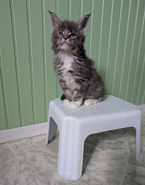 Muffin Monterini - Kitten maine-coon 1 month 2 weeks