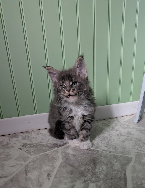 Muffin Monterini - Kitten maine-coon 1 month 2 weeks