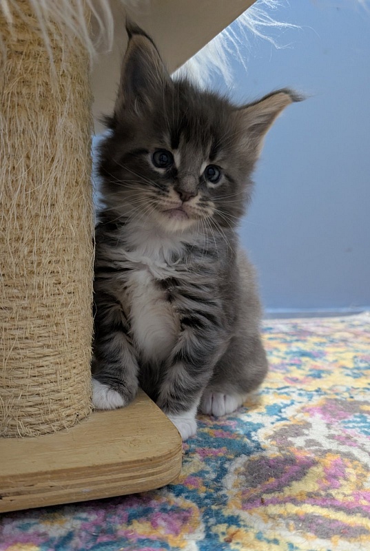 Muffin Monterini - Kitten maine-coon 1 month 0.5 weeks
