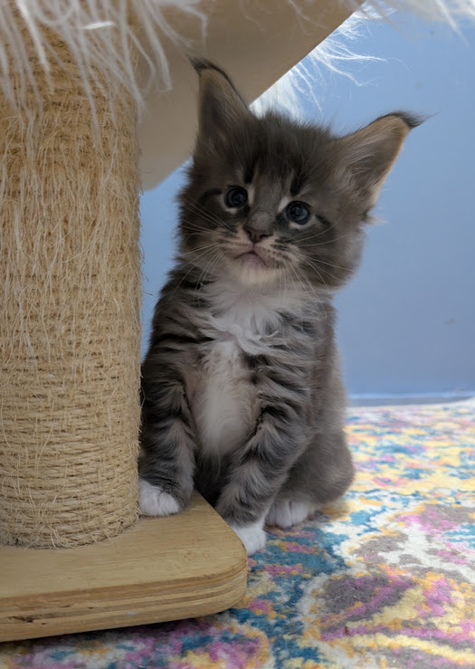 Muffin Monterini - Kitten maine-coon 1 month 0.5 weeks