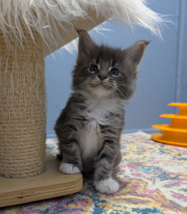 Muffin Monterini - Kitten maine-coon 1 month 0.5 weeks