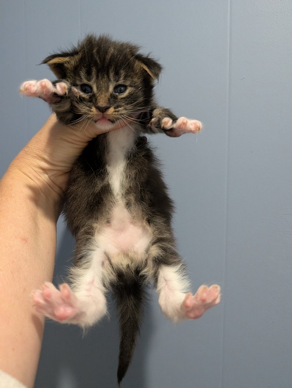 Multipass Monterini - Kitten maine-coon 3 weeks