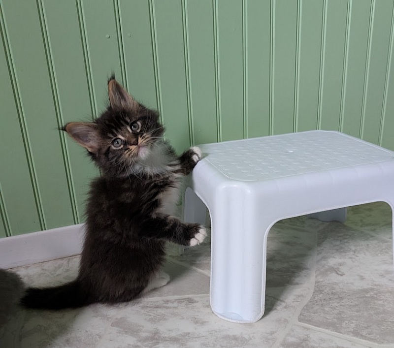 Multipass Monterini - Kitten maine-coon 1 month 2 weeks